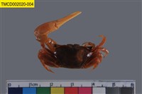 藏品(弧邊管招潮蟹)的圖片